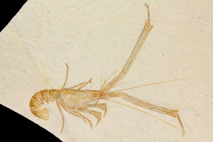 Bargain, Fossil Lobster (Mecochirus) - Germany #143785